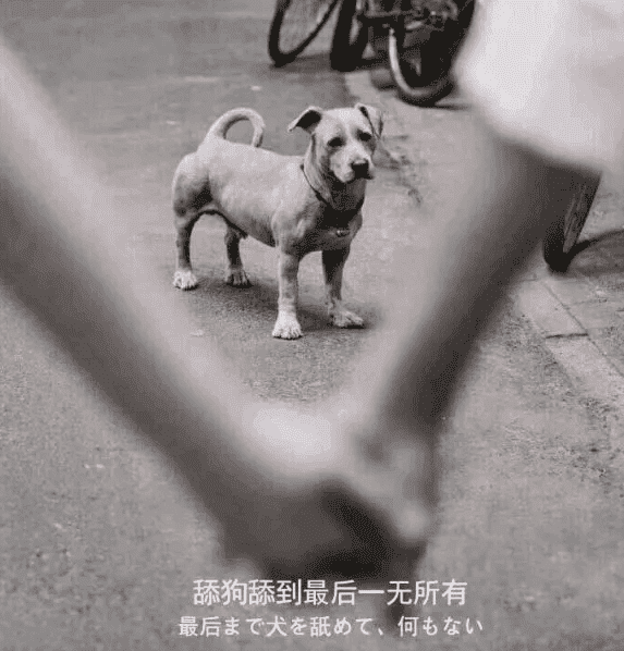 图片[1]-关于最近圈子很火的“舔狗日记”解说-同城资源网